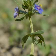 Image result for Anagallis oligantha