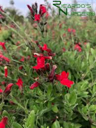 Image result for Cienfuegosia gerrardii