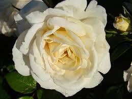 Pink, cream shading, apricot center. Lions Rose Lens Roses