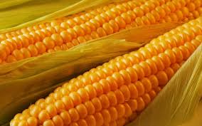 Sweet Corn @ Wholesale Price In Sandi, Uttar Pradesh From Manufacturers,  Suppliers & Exporters
