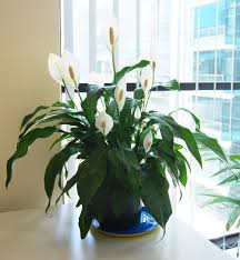 Love plants but worried about maintenance? Top 10 Low Maintenance Plants Plant Decor Indoor Flowering Plants In India Indoor Plants Easy