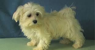 The havanese club of america will make every effort to help you. Havamalt Maltese Havanese Mix Info Care Puppies And Pictures Havanese Dogs Dog Crossbreeds Hybrid Dogs