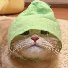 Anime cartoons lgbtq related pfps matching pfp for groups of friends and even matching icon of pets! 370 Discord Pfps Ideas In 2021 Cute Animals Funny Animals Baby Animals