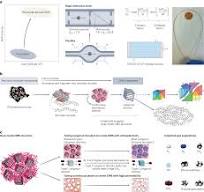 Polyimide-derived carbon molecule sieve membranes for gas ...
