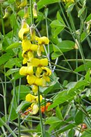 Image result for Crotalaria polysperma
