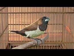 Kicau Burung Emprit Kaji Gacor Rasa Kenari Youtube Rasa Bird Pets