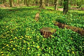 Before planting it, do check, though, to see if it's invasive locally. The Best Ground Cover Plants For Shade In Your Yard