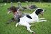 Black And White German Shorthaired Pointer Puppy
