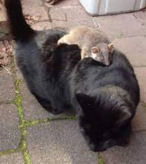 Cat Finds Possum Gives Him Piggyback Ride Cats Baby Possum Dog Friends