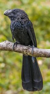 Bird With Large Beak Pin On Birds