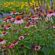 Echinacea leaves are a great supplement for rabbits. Magnus Purple Coneflower Echinacea Purpurea Magnus High Country Gardens