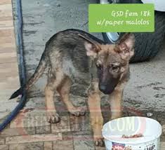German shepherd in dogs & puppies for sale. German Shepherd Puppies For Sale Philippines Find New And Used German Shepherd Puppies For Sale On Buyandsellph