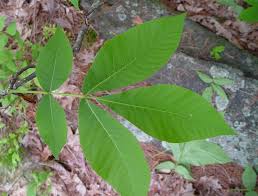 Image result for Brachycorythis ovata