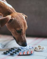 Looking for vitamin supplements for dogs? Do I Need To Add Supplements Or Other Food To A Raw Diet Raw Essentials Real Food For Cats Dogs