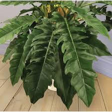 Philodendron Jungle Boogie Philodendron Hybrid For Sale At Logee S Philodendron Plant Philodendron Philadendron Plant