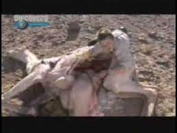 The large mammals are native to north america and eventually made their way across the bering isthmus between 3 and 5 million years ago. Bear Grills Kills A Camel And Uses It For Shelter Youtube
