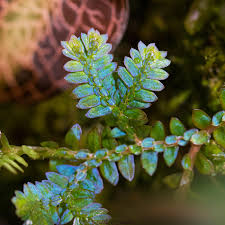 Image result for Selaginella mittenii