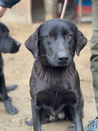 Reserviert!!!!!maya 6 jähriger labrador mischling sucht ihre zuhause. Oprah Labrador Hundin Sucht Ein Zuhause Pro Canalba E V Zergportal Anzeigen Nr 842425 Das Online Tierheim