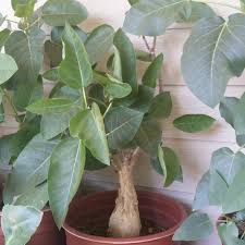 Image result for Ficus fischeri