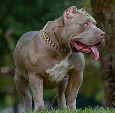 We are the next generation of mugleston xl american bullies. Xxl Biggest Pitbulls Bully Breeder Merle Puppies For Sale Extreem Structure