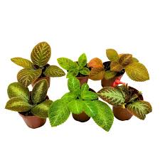 Image result for episcia