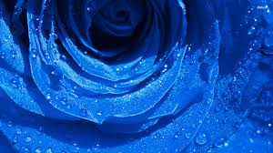 ✅personal use only ❌not for commercial usage. Cool Blue Rose Rose Flower Images Hd Wallpapers 1080p Download Photos