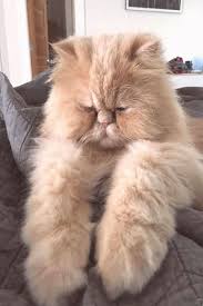 If You Happy And You Know It Say Meow Https Encrypted Tbn0 Gstatic Com Images Q Tbn 3aand9gcqfioz6gkl3li2tjoeggag0n Yfhaevnkmbdg Usqp Cau