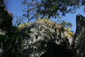 Image result for Anisopappus kirkii