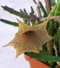 Image result for Huernia leachii