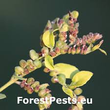 Image result for Dactyladenia gilletii