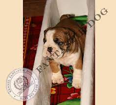 Bulldogs Lv The Swimming Puppy Syndrome