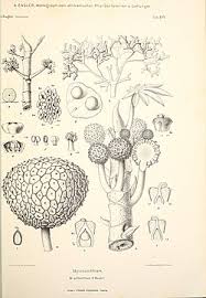 Image result for Myrianthus arboreus