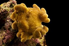 Image result for Sarcophyte