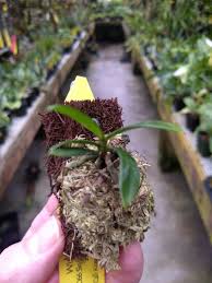 Image result for Aerangis ugandensis