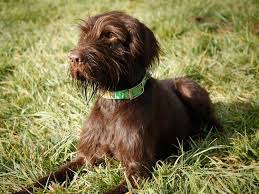 Crate training, socialization, field work, introduction to birds. Pudelpointer Info Temperament Puppies Pictures