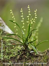 Image result for Angraecum chamaeanthus