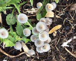 Image of Mushrooms in soil