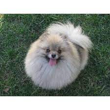 Pomeranian Breeders And Kennels Freedoglistings Pomeranian Breeders Breeders Dog Breeder