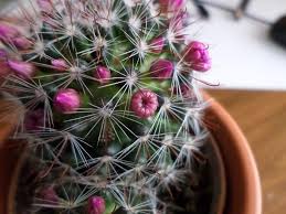 Close up thorns of cactus pink color. Check Out The 15 Most Spectacular Flowering Succulents For Plant Lovers
