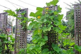 Here are some of the best climbing vegetables that will provide you with bountiful crops, without taking up too much valuable space. Dallying In The Dirt Issue 325 Marvel At This Zucchini That Climbs To Great Heights