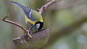 What is a wildlife garden. Nine Ways To Build A Wildlife Friendly Garden National Trust