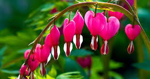 Flowers have traditionally been assigned various meanings, based both on the type of flower and the specific color. How To Grow Bleeding Hearts Gardener S Path