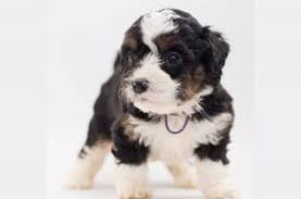 Find bernedoodle puppies for sale and dogs for adoption. Bernedoodle Breeders In Colorado Top 4 Picks 2021 We Love Doodles