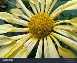 Image result for Hirpicium bechuanense