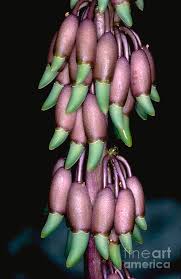 Image result for Strongylodon macrobotrys