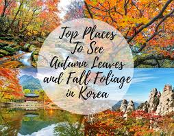 Autumn is a very beautiful girl. 15 Top Places To See Autumn Leaves And Fall Foliage In Korea Koreatraveleasy