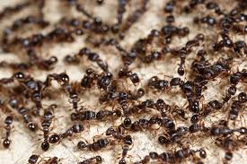 Pest control is a completely safe minigame, you will respawn back at the lander. Self Help Pest Control When You Are Self Isolating Together Neworking