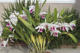 Image result for Boscia filipes