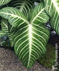 Caladium Lindenii Xanthosoma Lindenii Magnifica Angel S Wing Toptropicals Com