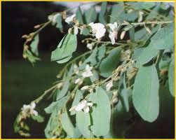 Image result for Baphia massaiensis